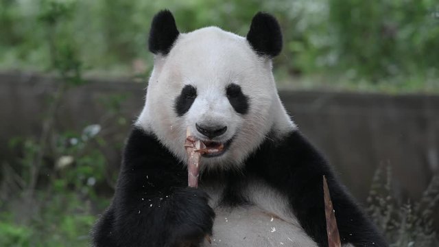 Giant panda eats bamboo for the breakfast, chews the pieces and they are falling around. Chengdu, Sichuan province, China.