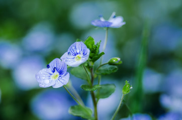 Little spring blue Veronica flowers bloom outdoors