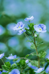 Little spring blue Veronica flowers bloom outdoors