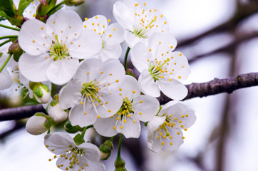 Lovely delicate cherry blossom in warm spring weather for background