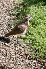 this is a side view of a young banded lapwing