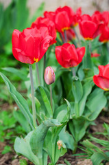 Slender spring tulips bloom outdoors