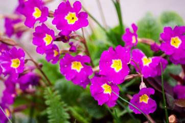 Small fragile primrose flowers bloom