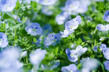 Little spring blue Veronica flowers bloom outdoors