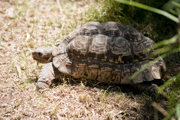 this is a side view of a Leopard tortoise