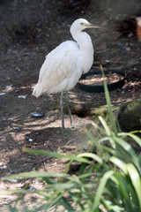 this is a side view of a little egret