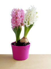 Naklejka na ściany i meble white and pink hyacinth flowers close up