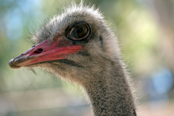 this is a close up of an ostrich