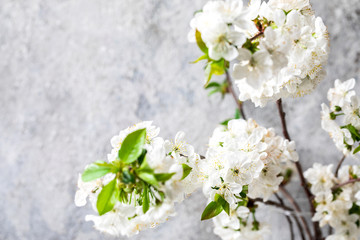 Spring composition .Blooming cherry branch. White flowers as a symbol of spring.