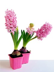 white and pink hyacinth flowers close up