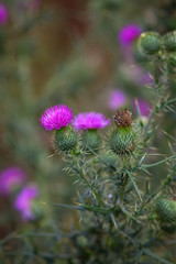 Wollköpfige Kratzdistel, Mönchskrone (Cirsium eriophorum) Distel Pflanze in Blüte