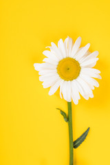 Chamomile on yellow paper background.