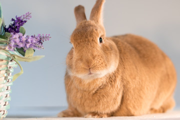 Rufus bunny rabbit next to basket with purple flowers Happy Easter Spring