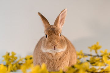 Rufus bunny rabbit centered with yellow forsythia flowers Happy Easter room for text 