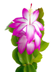 purple and white flower of succulent Schlumberger calleddx DECEBBER