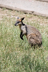Fototapeta premium this is a side view of a swamp wallaby