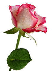pink rose isolated close up
