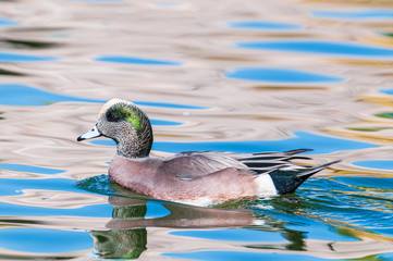 American Wigeon Mareca americana Drake