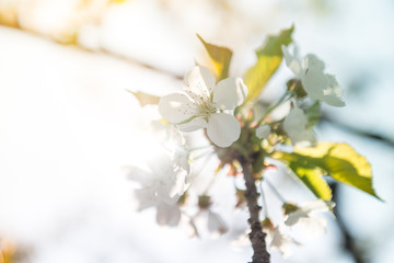 Gardening in spring. Spring Flowering branch on background blue sky. Cherry Blossom. White flowers on tree branch, selective focus