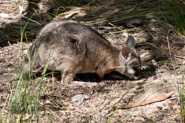 this is a side view of a tammar wallaby