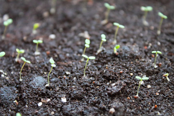Strawberry seedlings planted in the soil. Top view. Close-up. Background. Texture.