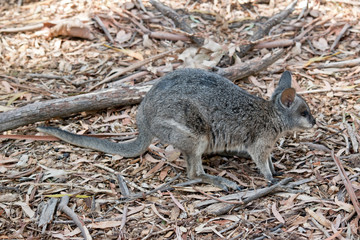 this is a side view of a tammar wallaby