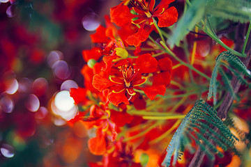 The fire tree, or Delanix royal - a tree native to Madagascar, close-up. Royal Delonix grows in countries with a tropical or warm climate. He is planted in parks, they green the streets. 