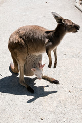 the western grey kangaroo has an albino joey in her pouch