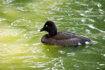this is a side view of a white eyed duck