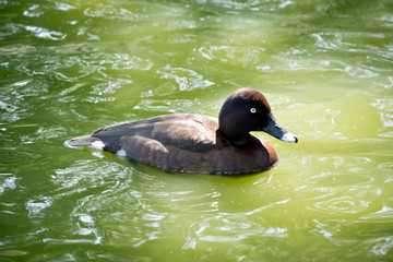 this is a side view of a white eyed duck