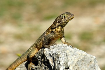 IGUANA VARADERO CUBA