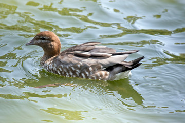 Obraz premium this is a side view of a Australian wood duck