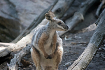 the yellow footed rock wallaby has grey and tan fur