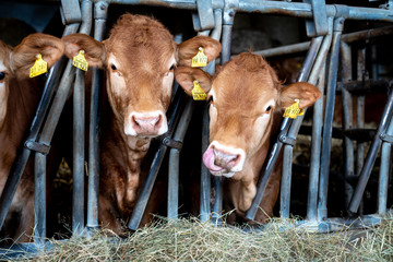 cows open stabling © Uwe