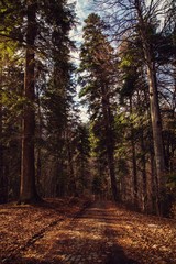 Fototapeta premium Forest path on an autumn sunny day
