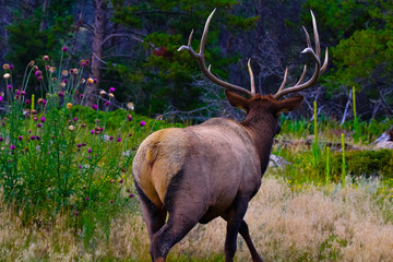 Elk walking through the forest with flowers