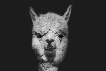 Black and white portrait of a llama, looking at the camera