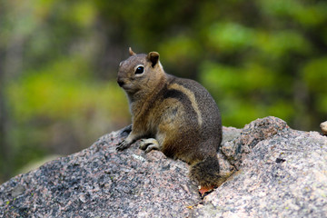 Chipmunk