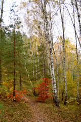 The shores of the picturesque forest lakes