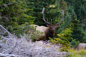 Male Elk in pine trees and bush