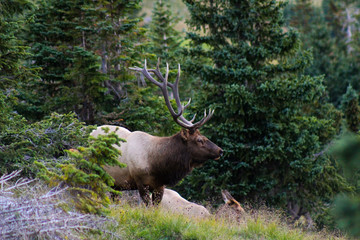 Elk