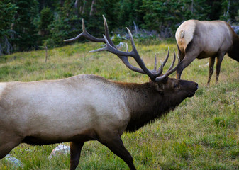 Male elk in the woods calling for mate.