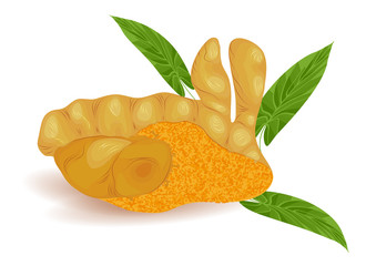 turmeric root isolated on a white
