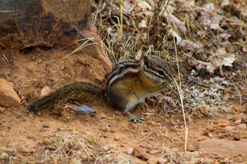 Chipmunk