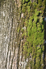 corteccia con muschio