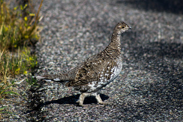 Sage Grouse