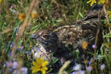 Obraz premium Sage Grouse in flower meadow