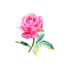 Elegant pink rose. Hand drawn watercolor illustration for your design
