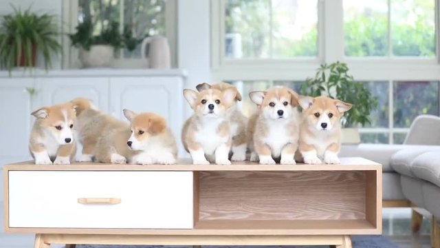 A group of cute corgis