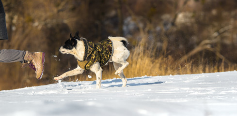 Dog runs after the owner on a snowy hill, banner photo of basenji in nature